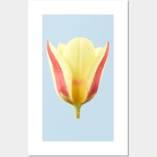 Tulipa &#39;Gluck&#39;  Kaufmanniana  Tulip Posters and Art